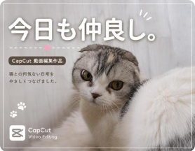 猫ショート動画